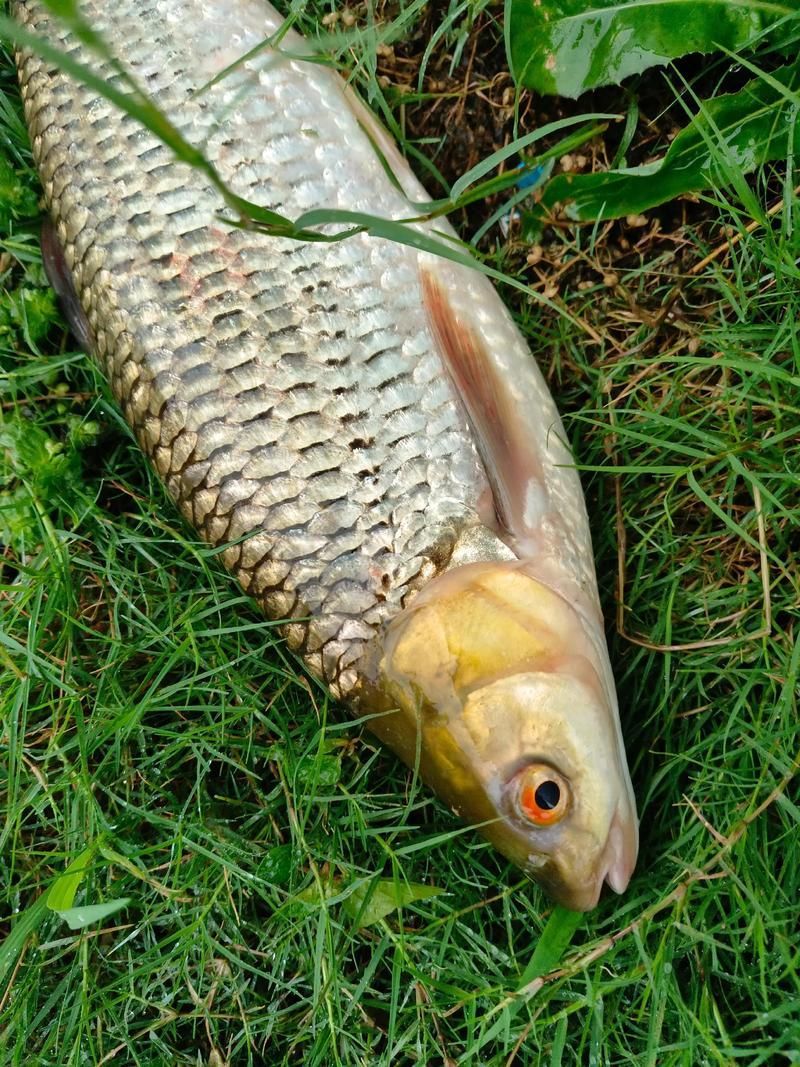 倉龍魚的形態特征是什么？，倉龍魚學名詳解 倉龍魚的形態特征是什么？，倉龍魚學名詳解 龍魚百科 第3張