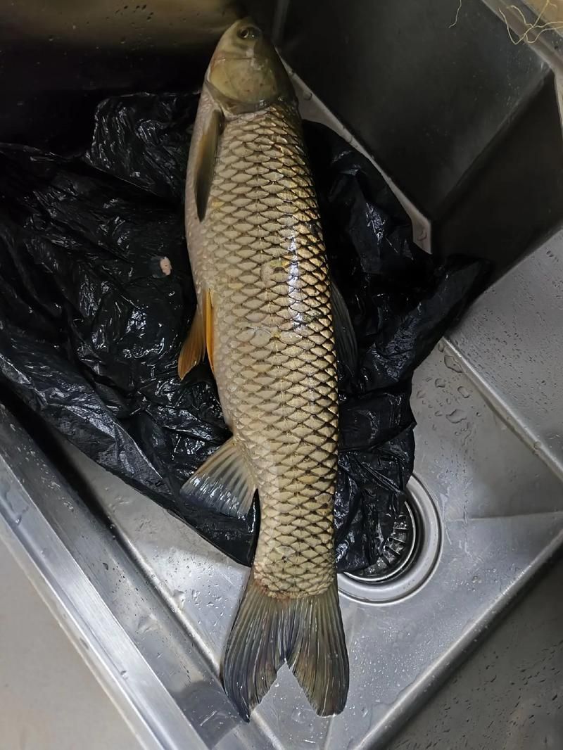 倉龍魚的形態特征是什么？，倉龍魚學名詳解 倉龍魚的形態特征是什么？，倉龍魚學名詳解 龍魚百科 第4張