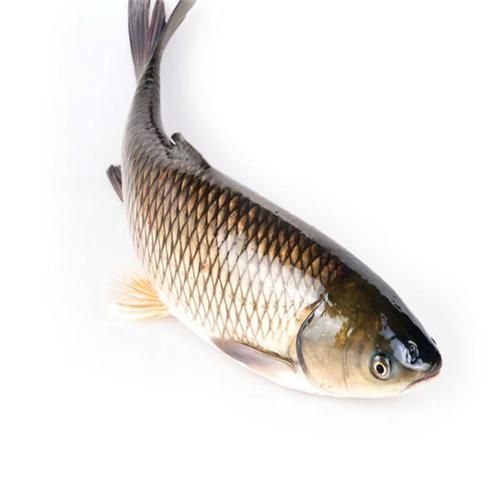 倉龍魚的形態特征是什么？，倉龍魚學名詳解 倉龍魚的形態特征是什么？，倉龍魚學名詳解 龍魚百科 第2張