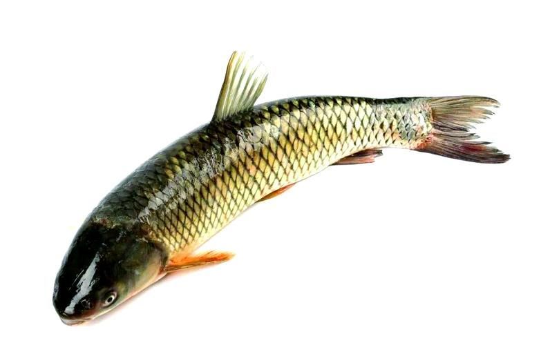 倉龍魚的形態特征是什么？，倉龍魚學名詳解