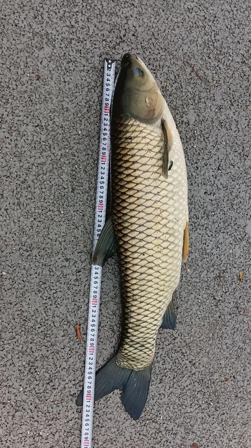 倉龍魚的形態特征是什么？，倉龍魚學名詳解 倉龍魚的形態特征是什么？，倉龍魚學名詳解 龍魚百科 第5張