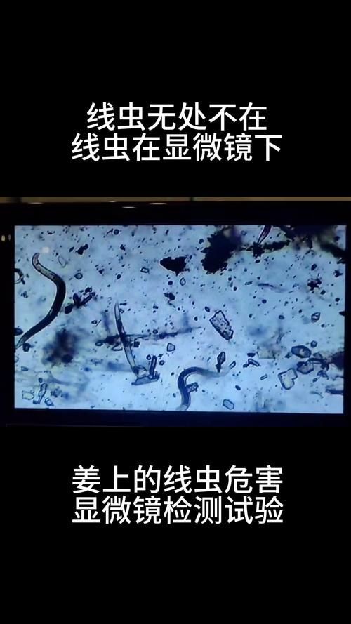 魚缸里殺蟲正確方法，魚缸殺蟲技術