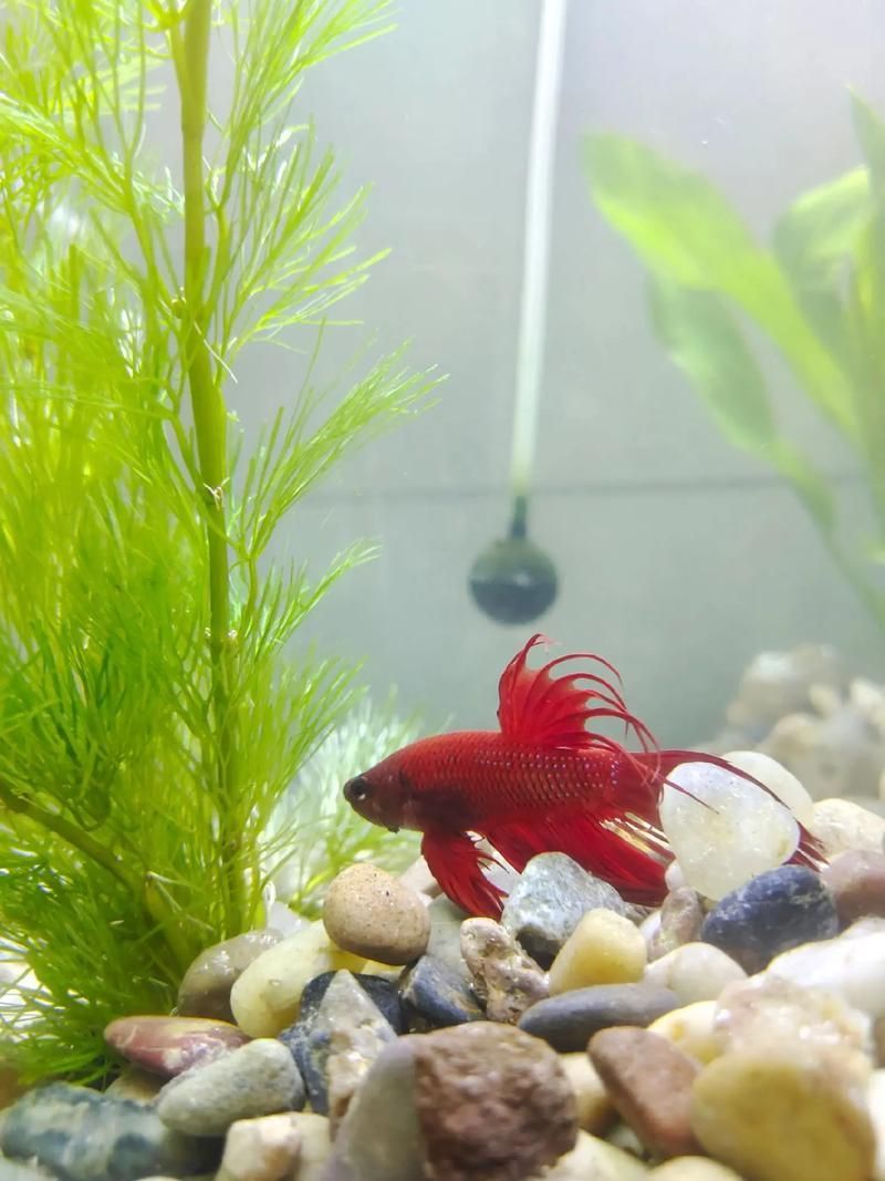 給我推薦一些性價比高的龍魚幼崽，性價比高的龍魚幼崽推薦指南（2026年版）