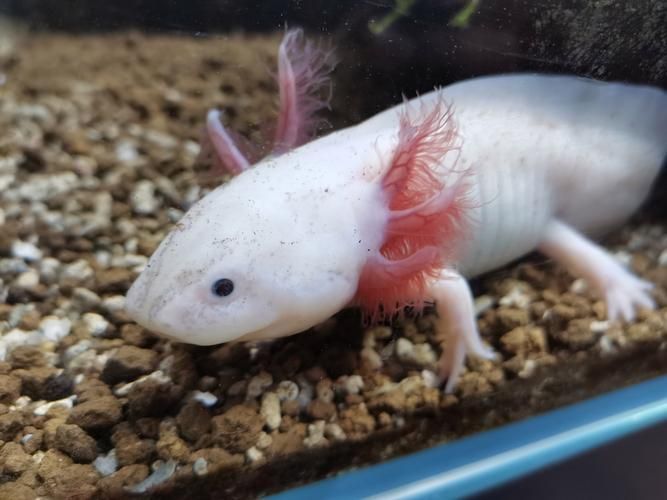 給我推薦一些性價(jià)比高的龍魚幼崽,性價(jià)比高的龍魚幼崽推薦指南(2026年版) 龍魚百科 第6張 給我推薦一些性價(jià)比高的龍魚幼崽,性價(jià)比高的龍魚幼崽推薦指南(2026年版) 給我推薦一些性價(jià)比高的龍魚幼崽,性價(jià)比高的龍魚幼崽推薦指南(2026年版) 龍魚百科 第6張
