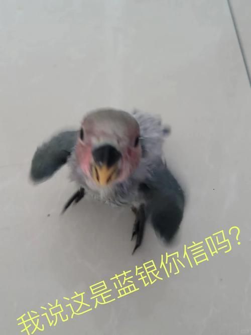 給我推薦一些性價(jià)比高的龍魚幼崽,性價(jià)比高的龍魚幼崽推薦指南(2026年版) 龍魚百科 第4張 給我推薦一些性價(jià)比高的龍魚幼崽,性價(jià)比高的龍魚幼崽推薦指南(2026年版) 給我推薦一些性價(jià)比高的龍魚幼崽,性價(jià)比高的龍魚幼崽推薦指南(2026年版) 龍魚百科 第4張