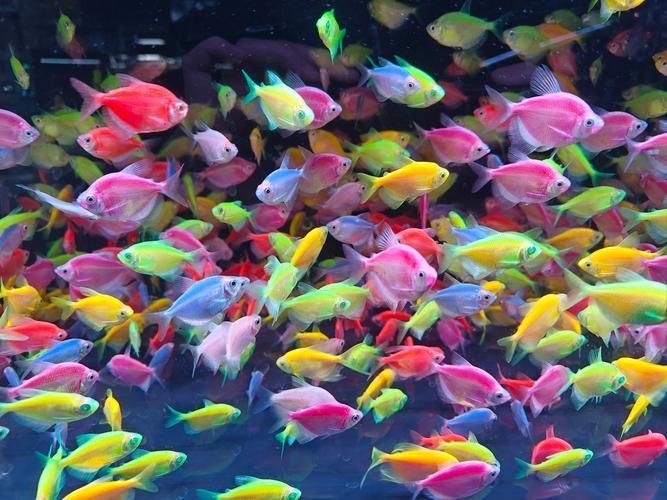 能否提供更多熱帶魚的圖片，熱帶魚是水族箱中常見的觀賞魚類型至關(guān)重要，熱帶魚的配置