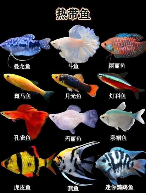 能否提供更多熱帶魚的圖片，熱帶魚是水族箱中常見的觀賞魚類型至關(guān)重要，熱帶魚的配置