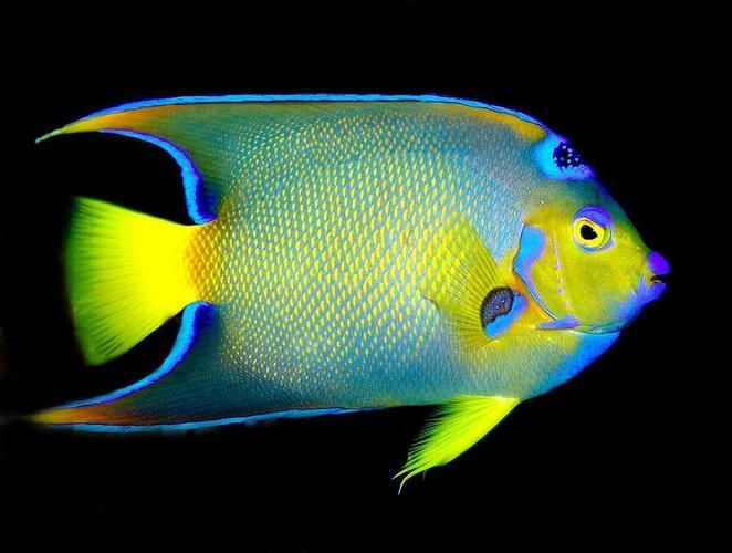 能否提供更多熱帶魚的圖片，熱帶魚是水族箱中常見的觀賞魚類型至關(guān)重要，熱帶魚的配置