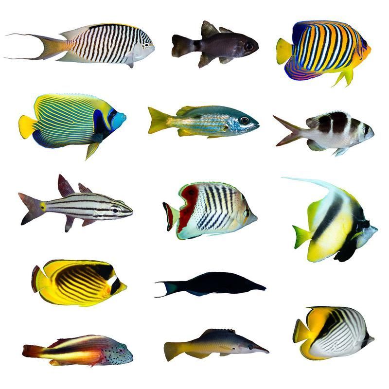 能否提供更多熱帶魚的圖片，熱帶魚是水族箱中常見的觀賞魚類型至關(guān)重要，熱帶魚的配置