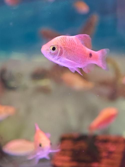 能否提供更多熱帶魚的圖片，熱帶魚是水族箱中常見的觀賞魚類型至關(guān)重要，熱帶魚的配置