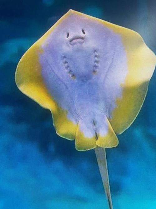 能否提供更多熱帶魚的圖片，熱帶魚是水族箱中常見的觀賞魚類型至關(guān)重要，熱帶魚的配置