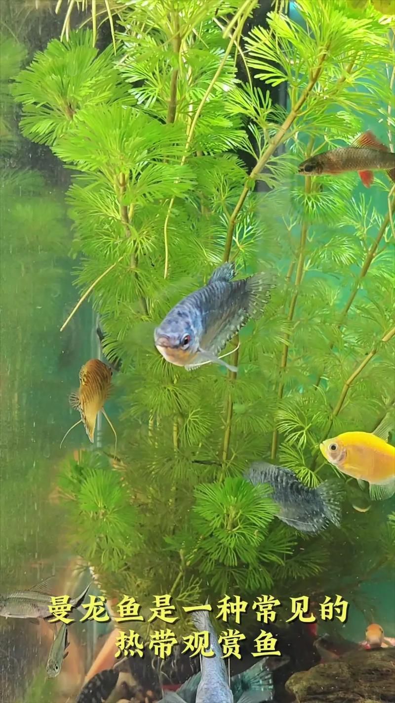 能否提供更多熱帶魚的圖片，熱帶魚是水族箱中常見的觀賞魚類型至關(guān)重要，熱帶魚的配置