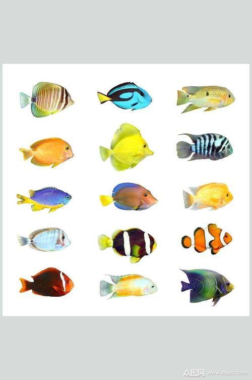 能否提供更多熱帶魚的圖片，熱帶魚是水族箱中常見的觀賞魚類型至關(guān)重要，熱帶魚的配置