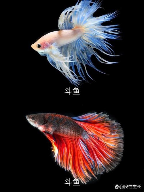 能否提供更多熱帶魚的圖片，熱帶魚是水族箱中常見的觀賞魚類型至關(guān)重要，熱帶魚的配置