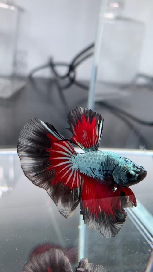 能否提供更多熱帶魚的圖片，熱帶魚是水族箱中常見的觀賞魚類型至關(guān)重要，熱帶魚的配置