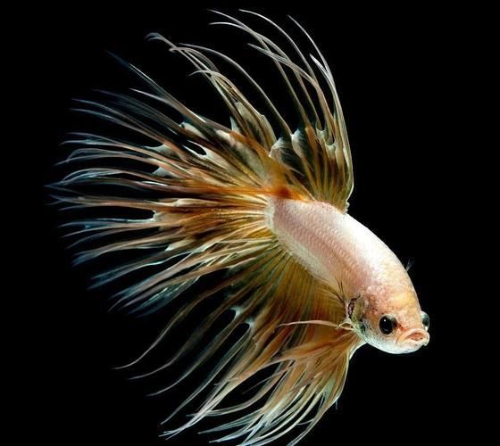 能否提供更多熱帶魚的圖片，熱帶魚是水族箱中常見的觀賞魚類型至關(guān)重要，熱帶魚的配置