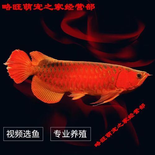 號(hào)半紅龍魚的市場價(jià)格是多少？