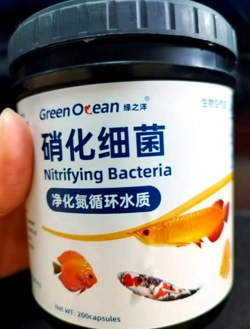如何選擇適合魚缸的益生菌？，如何選擇適合魚缸的益生菌