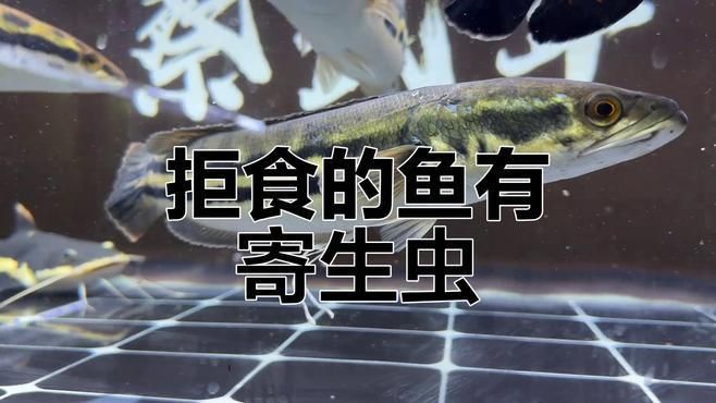 魚有內寄后如何治療，魚有內寄后如何治療，觀賞魚感染