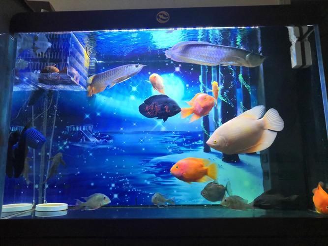 龍魚燈色溫多少最好？，龍魚燈色溫多少最好