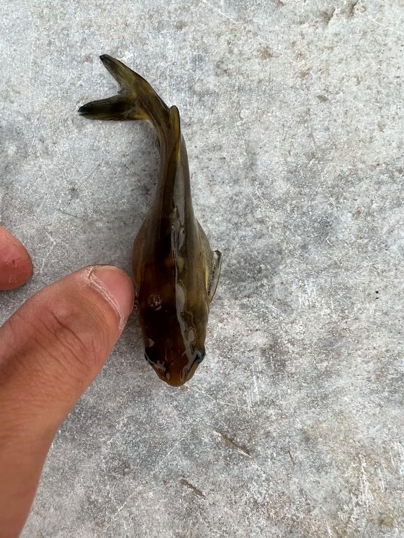 龍魚腹水癥狀有哪些圖片，如何判斷龍魚腹水病能治愈嗎