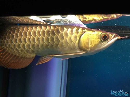 龍魚腹水癥狀有哪些圖片，如何判斷龍魚腹水病能治愈嗎