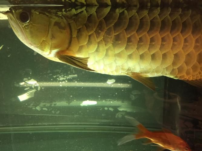龍魚腹水癥狀有哪些圖片，如何判斷龍魚腹水病能治愈嗎