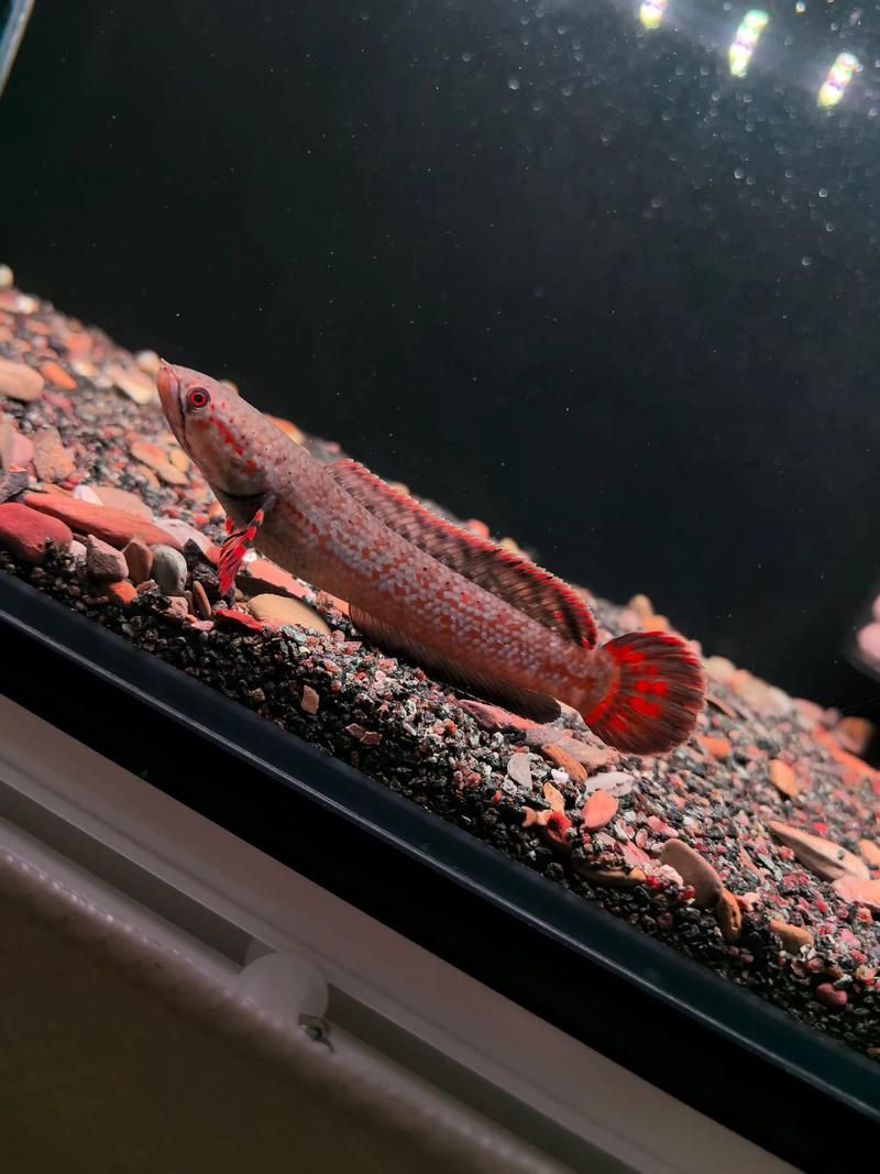 祥龍魚場有售哪些雷龍魚品種？，祥龍魚場有售哪些雷龍魚品種及種