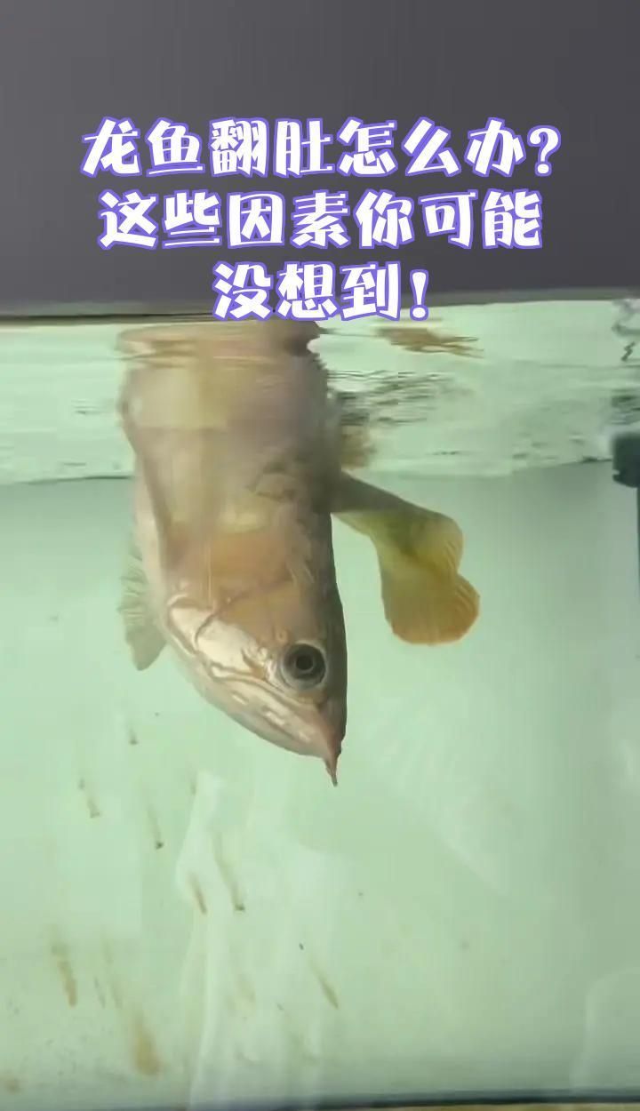 龍魚翻肚后多久喂食合適，龍魚翻肚后多久喂食合適龍魚翻肚急救指南龍魚翻肚怎么辦 龍魚翻肚后多久喂食合適，龍魚翻肚后多久喂食合適龍魚翻肚急救指南龍魚翻肚怎么辦 龍魚百科 第2張