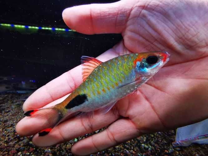 如何區分黑影道人魚的雌雄？，“黑影道人魚”的雌雄區分黑影道人魚的雌雄區分黑影道人魚 如何區分黑影道人魚的雌雄？，“黑影道人魚”的雌雄區分黑影道人魚的雌雄區分黑影道人魚 龍魚百科 第1張