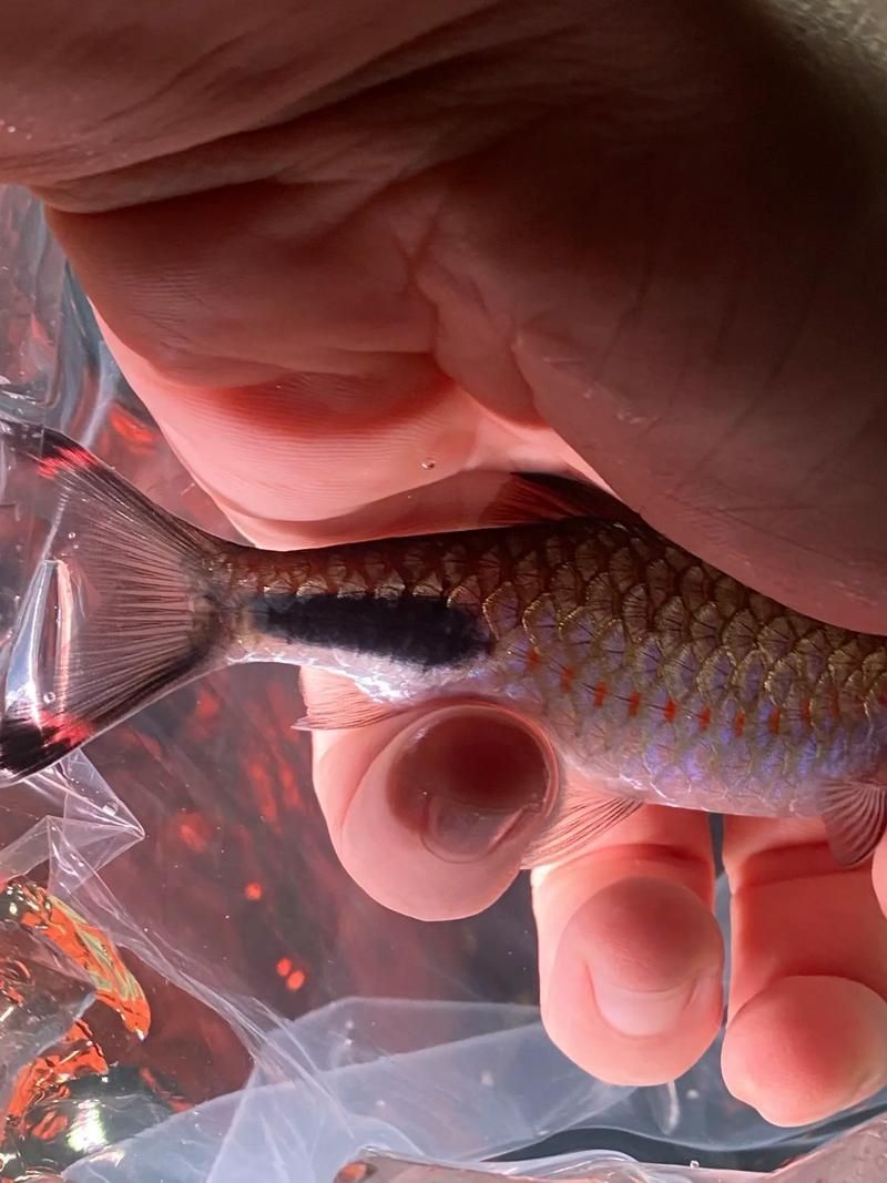 如何區分黑影道人魚的雌雄？，“黑影道人魚”的雌雄區分黑影道人魚的雌雄區分黑影道人魚 如何區分黑影道人魚的雌雄？，“黑影道人魚”的雌雄區分黑影道人魚的雌雄區分黑影道人魚 龍魚百科 第5張