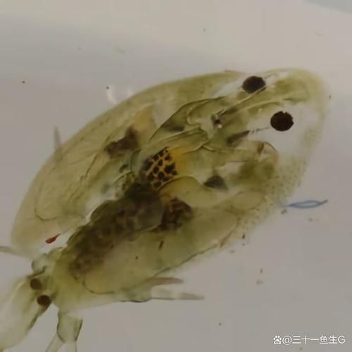 詳細閱讀:如何判斷魚虱子感染是否嚴重,如何判斷魚虱子感染嚴重 如何判斷魚虱子感染是否嚴重,如何判斷魚虱子感染嚴重