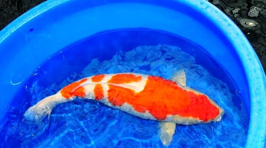 魚爛鰭爛尾圖片，**，魚類鰭部和尾部腐爛的常見原因及其防治措施