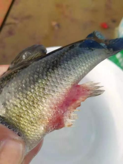 魚爛鰭爛尾圖片，**，魚類鰭部和尾部腐爛的常見原因及其防治措施
