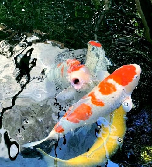 魚爛鰭爛尾圖片，**，魚類鰭部和尾部腐爛的常見原因及其防治措施