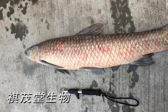 魚爛鰭爛尾圖片，**，魚類鰭部和尾部腐爛的常見原因及其防治措施