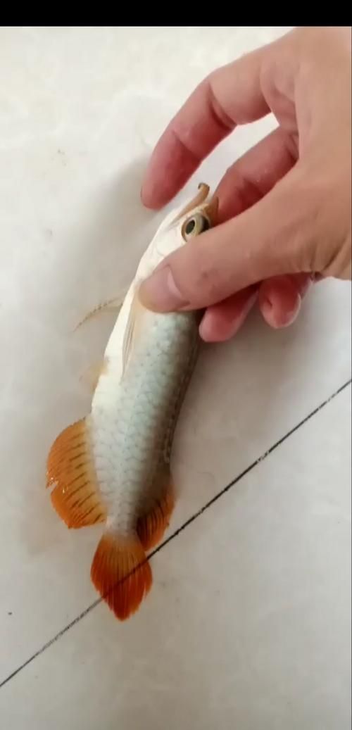 號半龍魚品種特點(diǎn)，號半龍魚的特點(diǎn)