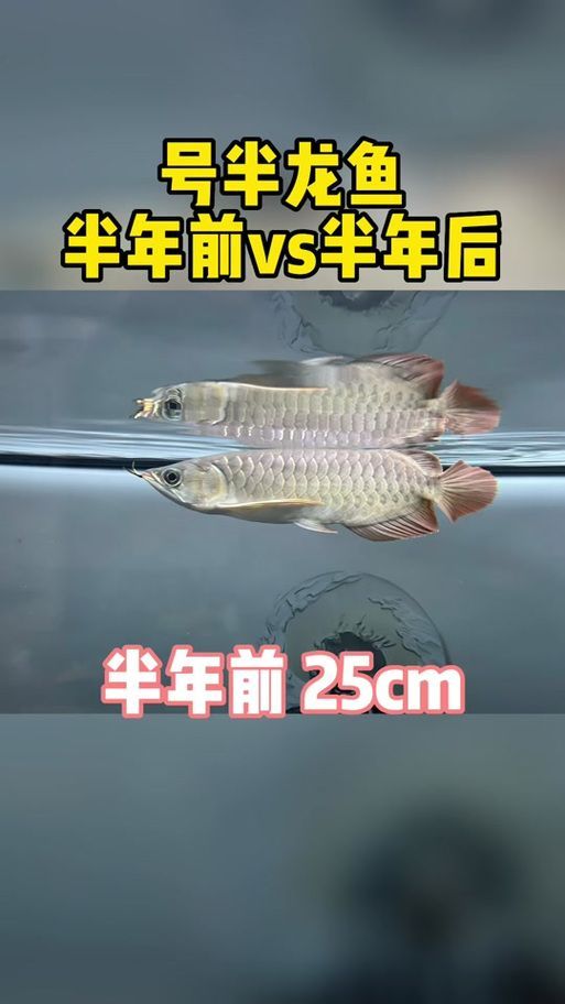 號半龍魚品種特點(diǎn)，號半龍魚的特點(diǎn)
