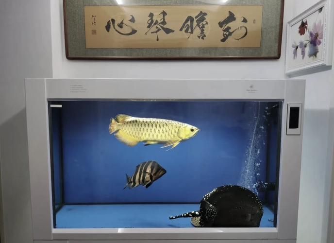 龍魚增色燈的最佳色溫是多少？，龍魚增色燈的最佳色溫是多少龍魚增色燈的最佳色溫是多少 龍魚增色燈的最佳色溫是多少？，龍魚增色燈的最佳色溫是多少龍魚增色燈的最佳色溫是多少 龍魚百科 第1張
