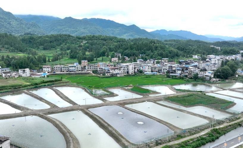 岑鞏龍魚有哪些獨特的品種？，岑鞏龍魚有哪些獨特品種 岑鞏龍魚有哪些獨特的品種？，岑鞏龍魚有哪些獨特品種 龍魚百科 第2張