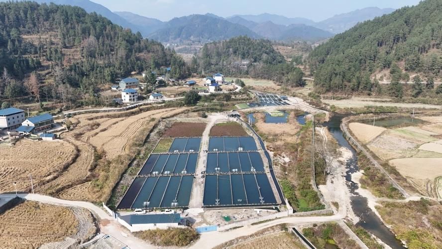 岑鞏龍魚有哪些獨特的品種？，岑鞏龍魚有哪些獨特品種 岑鞏龍魚有哪些獨特的品種？，岑鞏龍魚有哪些獨特品種 龍魚百科 第4張