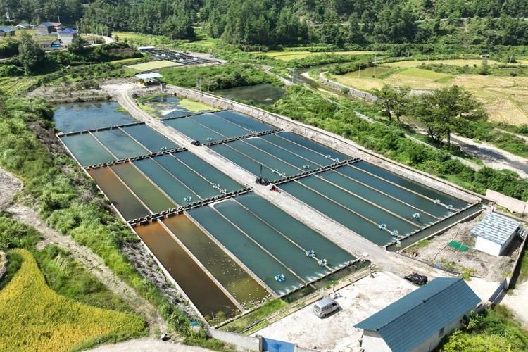 岑鞏龍魚有哪些獨特的品種？，岑鞏龍魚有哪些獨特品種 岑鞏龍魚有哪些獨特的品種？，岑鞏龍魚有哪些獨特品種 龍魚百科 第1張