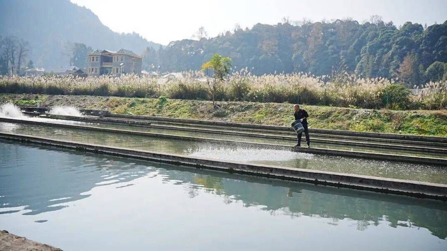 岑鞏龍魚有哪些獨特的品種？，岑鞏龍魚有哪些獨特品種 岑鞏龍魚有哪些獨特的品種？，岑鞏龍魚有哪些獨特品種 龍魚百科 第3張