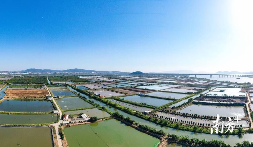 祥龍魚場在廣東有哪些合作基地？，祥龍魚場在全球知名觀賞魚養殖企業 祥龍魚場在廣東有哪些合作基地？，祥龍魚場在全球知名觀賞魚養殖企業 龍魚百科 第4張