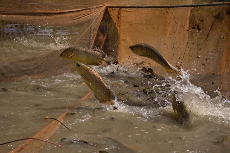 祥龍魚場在廣東有哪些合作基地？，祥龍魚場在全球知名觀賞魚養殖企業 祥龍魚場在廣東有哪些合作基地？，祥龍魚場在全球知名觀賞魚養殖企業 龍魚百科 第5張