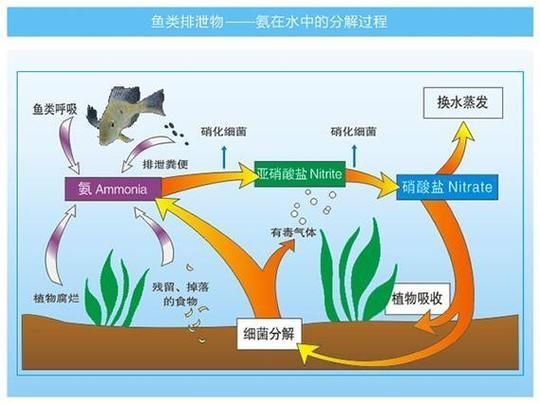 魚缸有菌怎么徹底清理，魚缸“有菌”與“有害菌”與“有害菌”—配圖
