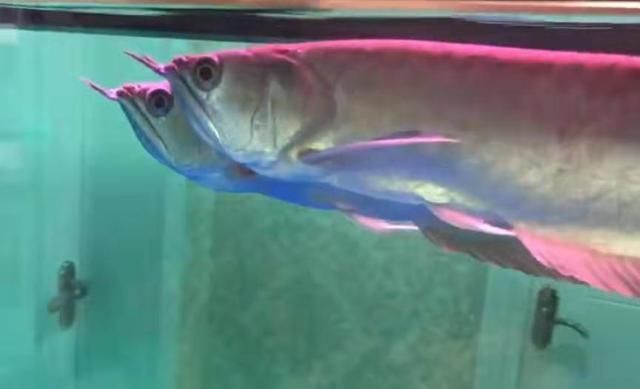 如何預(yù)防銀龍魚水霉病，如何預(yù)防銀龍魚水霉病預(yù)防勝于治療，科學(xué)管理是關(guān)鍵