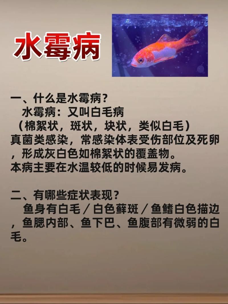 如何預防銀龍魚水霉病，如何預防銀龍魚水霉病預防勝于治療，科學管理是關鍵