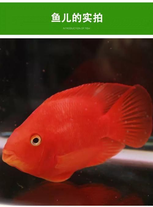 詳細閱讀:如何挑選健康的紅面財神魚?,如何挑選健康的紅面財神魚 如何挑選健康的紅面財神魚?,如何挑選健康的紅面財神魚