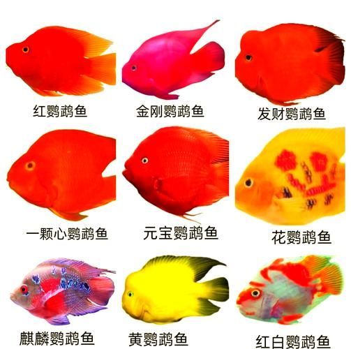 如何挑選健康的紅面財神魚？，如何挑選健康的紅面財神魚